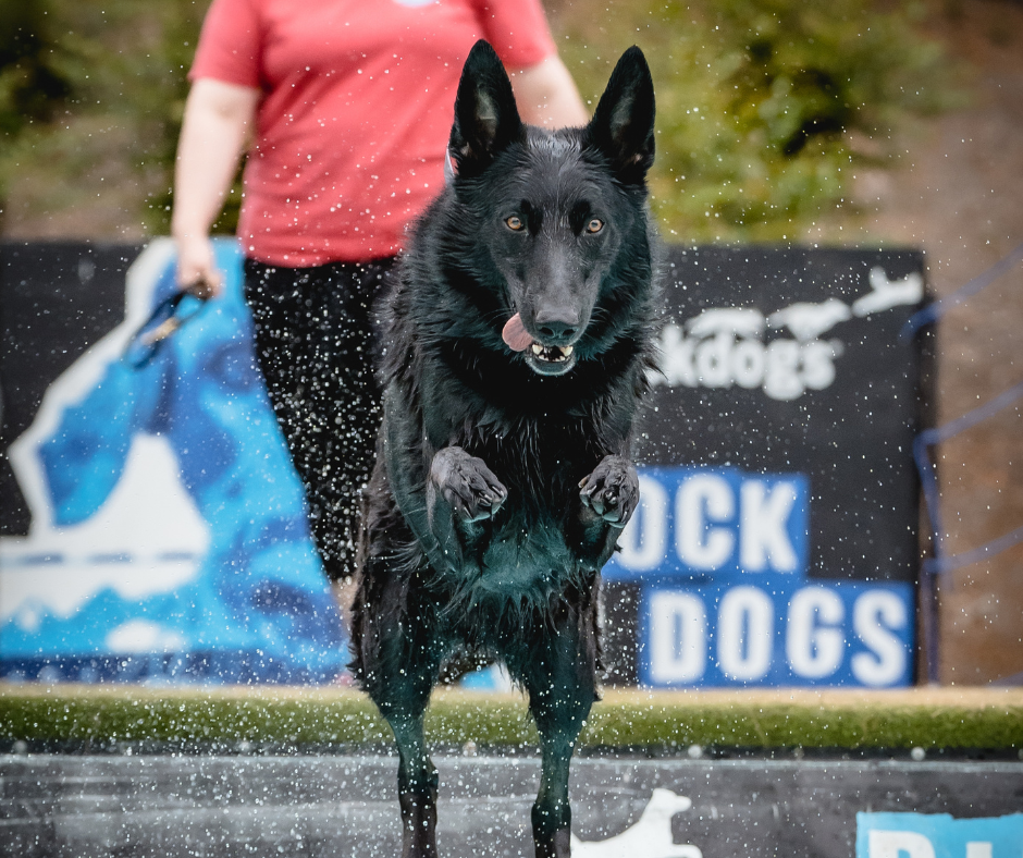 Paws Fest 2024! The Avenue West Cobb